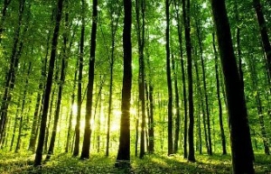 آیا حاشیه جنگل برای خانواده‌ها مناسب است؟
