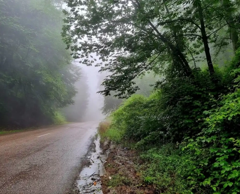 زندگی در مرز جنگل و شهر