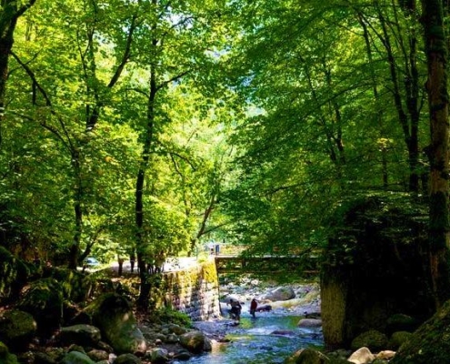 جنگل صفارود؛ مقصدی محبوب برای کمپینگ و طبیعت‌گردی
