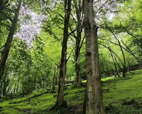 جنگل عباس‌آباد؛ مقصدی آرام برای عاشقان طبیعت