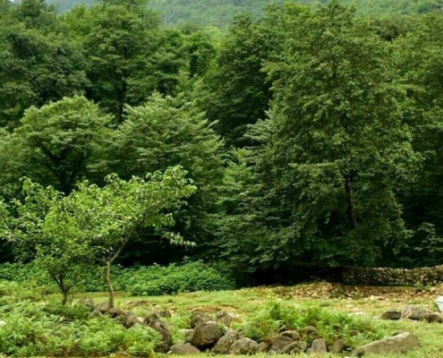 صلاحالدینکلا؛ منطقهای آرام با طبیعتی چشمنواز