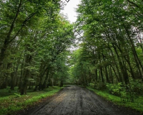 سیسنگان؛ راهنمای کامل پارک جنگلی و ساحل سیسنگان