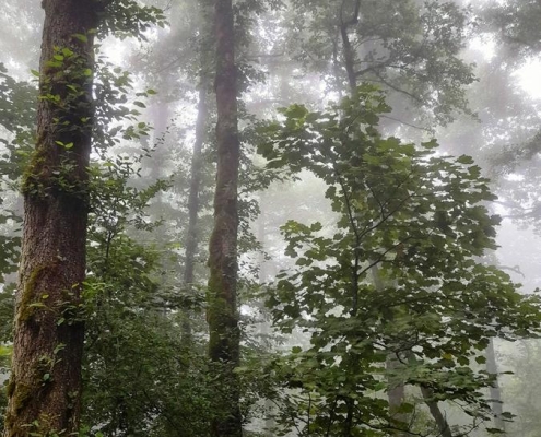 جنگل ارفع‌ده؛ مقصدی رویایی برای عاشقان طبیعت